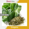 Oregano اوریگینو 02